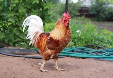 Soirée Cocorico : France- Angleterre : « Le Crunch »