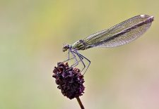 Terre en Vert: Libellules et Demoiselles