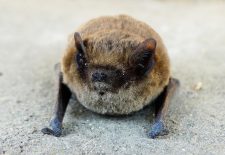 Rencontre avec les chauves-souris de Meyrals