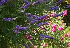 Micro-Conf : Art et plantes médicinales