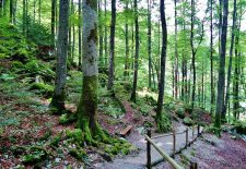 Balade Littéraire en Forêt