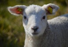 L’Eté à la ferme : la ferme de Fages