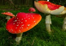 Terre en Vert : sortie mycologique