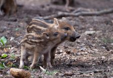 Repas de chasse de Doissat