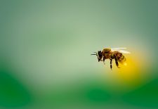 Terre en vert : Animation « Les Pollinisateurs »