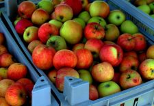 Pressage artisanal de jus de pomme