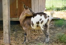 Le printemps à la ferme : La Chèvre et le Chou