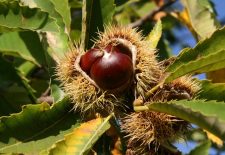 Rencontre de la châtaigne et des Saveurs