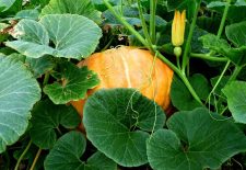 Repas communal Halloween