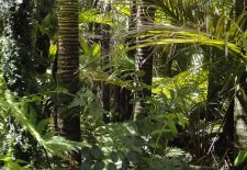 Nuits des Forêts : « Forêts d&rsquo;ici et d&rsquo;ailleurs »