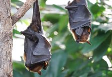 Terre en Vert : Nuit des chauves-souris