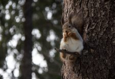 Boucle Bois de Nabirat