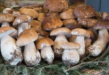 Marché aux cèpes à Villefranche du Périgord