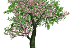 Comme un arbre