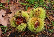 Inauguration d&rsquo;un nouveau parcours autour de la chataigne au Domaine de Rapatel