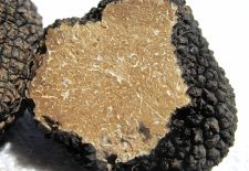 Marché contrôlé aux truffes noires de Daglan