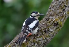 Terre en vert : sortie estivale en forêt
