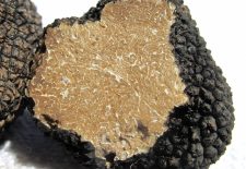 Journée Terroirs et Gastronomie : truffes d&rsquo;été, cavage, brouillade